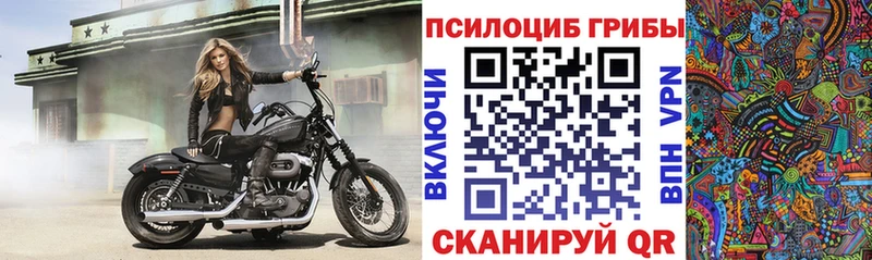 Купить где  Кудрово  Псилоцибиновые грибы Psilocybe 